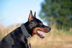 Custom Logo Zacht Kant Verstelbare Waterdichte Tpu Pvc Tactische Hondenhalsband Met Handvat Voor Middelgrote/Grote Honden Buiten Wandelen - Product Image 6