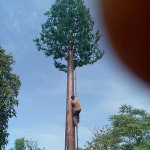 Viễn thông thép Mono cực tháp nhân tạo ra cửa cây cọ tháp Viễn Thông 5.2 mét giá trong USD - Product Image 1