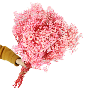 Flores Preservadas de Gypsophila Branca Secas 60cm de Altura para Artesanato DIY, Ação de Graças, Dia dos Namorados, Formatura, Dia das Mães - Product Image 1