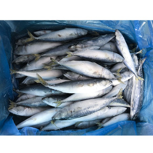 Commercio all'ingrosso congelato sgombro pacifico atlantico aringa Fujian pesce sgombro dalle dimensioni dell'oceano Pacifico 100 200 300 500 disponibili - Product Image 1
