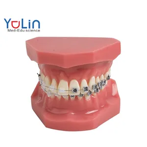 Le modèle orthodontique le plus vendu, semi-support en métal standard, correction du moule dentaire, modèle d'enseignement pratique, ornements