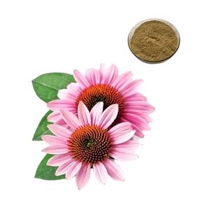 Beste Prijs Hoge Kwaliteit Biologische <span class=keywords><strong>Echinacea</strong></span> Purpurcea Poeder Te Koop - Product Image 1