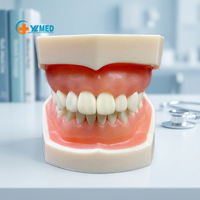 Modèle d'enseignement dentaire avancé pour la pratique de la dentisterie orale, implants dentaires amovibles, 28 dents avec gencives souples en résine CE/ISO