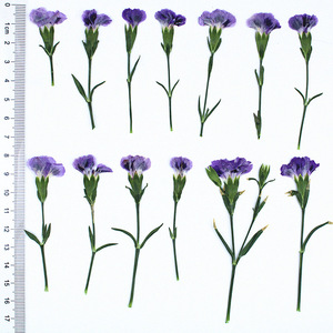 Mini-fleurs de carnation séchées pressées naturelles, fleurs de dianthus pour l'artisanat en résine DIY, décoration intérieure - Product Image 5