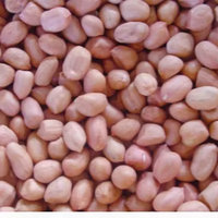 Vente en gros usine : Arachides blanchies IQF de qualité alimentaire, grade A, nouvelle récolte, pour la boulangerie (vente en gros)