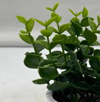 Mini-plantes artificielles en pot en PE, feuilles d'herbe verte – Écologiques, haute simulation pour la décoration de Noël, de la maison et du bureau