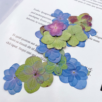 Fiori di Ortensia a Doppio Petalo per Creazione di Biglietti, Gioielli in Resina, Fiori Veri Pressati Naturali ed Ecologici