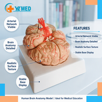 Modelo Anatómico del Cerebro con 9 Partes, Suministro de Fábrica China, Herramienta de Enseñanza de Ciencias Médicas para Entrenamiento Cerebral, CE/ISO