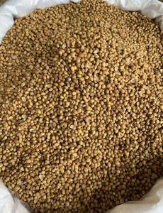 ZZH prezzo a buon mercato Premium qualità freschi semi di coriandolo puro per l'esportazione - Product Image 4