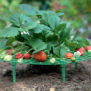 <span class=keywords><strong>Support</strong></span> de fraise Anti-pourriture direct d'usine pour balcon <span class=keywords><strong>support</strong></span> de Pot de fleur de légumes en pot pour cour jardinage plante escalade - Product Image 1