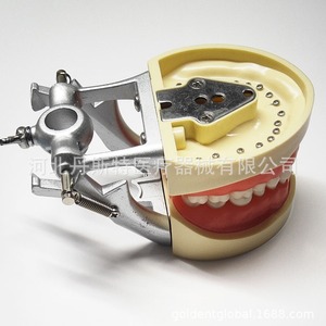 Modèle dentaire Heidefee 32 dents, gencives souples, bouche complète, amovible, modèle d'enseignement anatomique médical en silicone pour la pratique - Product Image 1