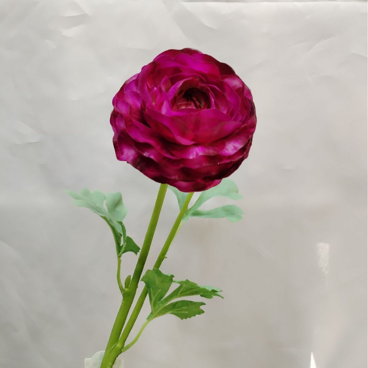 Madder rosa scuro