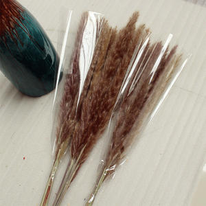 SZ0480 vente <span class=keywords><strong>en</strong></span> gros de Pampas naturelles grises décoration de la maison Pampas Mini herbe de Pampas séchée personnalisée <span class=keywords><strong>en</strong></span> <span class=keywords><strong>vrac</strong></span> - Product Image 2