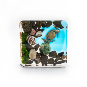 Биологический образец эхинодерма из смолы Бенджи, астероидный морской обитатель, коллекционный сувенир, украшение, декоративный элемент - Product Image 4