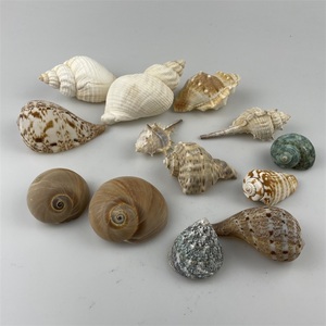 Vỏ sò tự nhiên đầy màu sắc các loại vỏ biển Bộ sưu tập trang trí chủ đề bãi biển - Product Image 5
