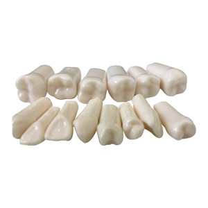 แบบจำลองทางกายวิภาคสำหรับการ<span class=keywords><strong>ฝึก</strong></span>ตรวจทางทันตกรรมข้ามพรมแดน <span class=keywords><strong>ก</strong></span>ารเตรียมฟัน 5 ซี่ และการเปิดรา<span class=keywords><strong>ก</strong></span>ฟัน <span class=keywords><strong>พ</strong></span>ร้อมเม็ดฟันจำลอง - Product Image 4
