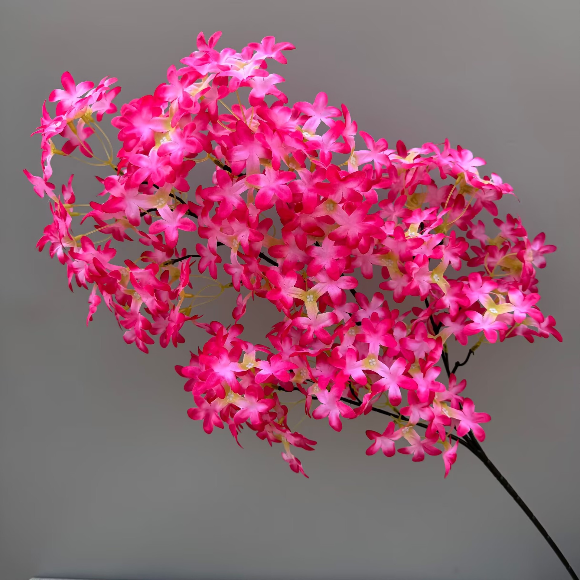 Rosa rossa