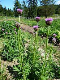 Xian Healthway Water Geëxtraheerd <span class=keywords><strong>Maral</strong></span> Wortel <span class=keywords><strong>Maral</strong></span> Wortelpoeder <span class=keywords><strong>Maral</strong></span> Wortel <span class=keywords><strong>Extract</strong></span> Poeder - Product Image 3