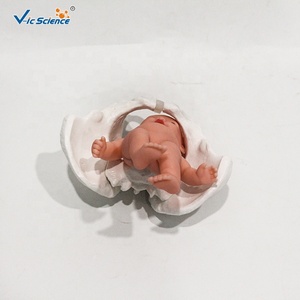 Modèle anatomique de bassin féminin en PVC, 3 parties détachables avec symphysis pubienne, pour l'enseignement des sciences médicales, certifié CE ISO ROHS CNAS - Product Image 4