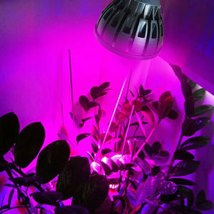 Lámpara LED de Cultivo de <span class=keywords><strong>12</strong></span> <span class=keywords><strong>Voltios</strong></span> PAR20 PAR30 PAR38 de Espectro Completo IP65, Bombilla para Plantas de Interior, Hidroponía e Invernadero - Product Image 3