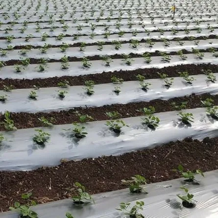 Foglio di pacciamatura in polietilene di plastica bianca, film di pacciamatura di plastica agricola