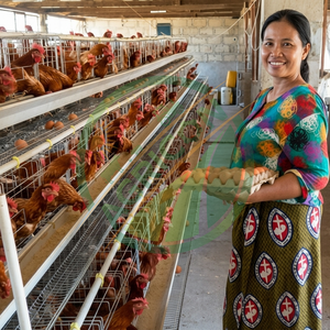 Jaula para Gallinas Ponedoras, 128 Aves, 4 Niveles, 4 Puertas, Tipo A, para Granja Avícola, Galvanizada, Recolección Automática <span class=keywords><strong>de</strong></span> Huevos, Alojamiento Avícola Duradero - Product Image 6