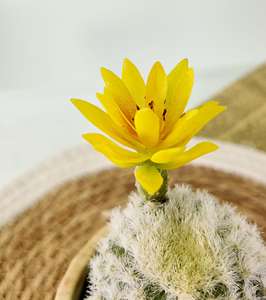 セメント鉢入りサボテンの卸売オンライン販売、窓辺のセメント鉢、多肉植物の鉢植え、葉物植物の鉢植え - Product Image 3