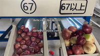 Fruit Sinaasappel Citroenmaat Sorteermachine Tomaat Sorteermachine Ui Knoflook Trommel Roller Classificatiemachine