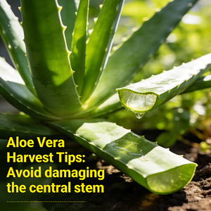 Mejor Precio, Suministro de Fábrica, Aceite Esencial de Aloe Vera al por Mayor, Aceite de Aloe Vera Orgánico de Marca Privada 100084-89-7, <span class=keywords><strong>Ingredientes</strong></span> Naturales - Product Image 4