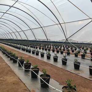 Túnel <span class=keywords><strong>de</strong></span> película plástica <span class=keywords><strong>de</strong></span> fresas <span class=keywords><strong>de</strong></span> arándanos caminar en invernadero - Product Image 4