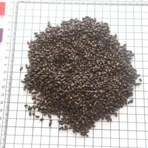 Cina tradizionale erba essiccata semi di <span class=keywords><strong>Cassia</strong></span> singole spezie nero tipo di lavorazione grezza disponibile pezzo Stick - Product Image 5