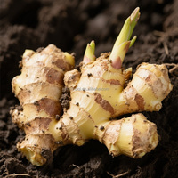 Gingembre frais en gros d'usine, prix compétitif, 150g 200g, gingembre frais de Chine, fournisseur de gingembre séché en vrac pour la vente en gros