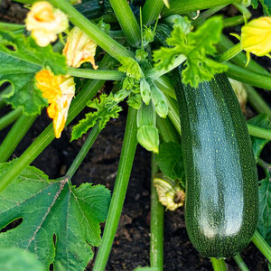 Piantine di Zucchine Biologiche Non-OGM Eco-Friendly ad Alta Resa per Coltivazione Domestica in Orto - Product Image 4