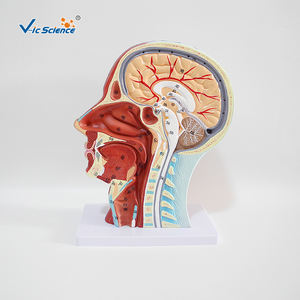 Modelo de enseñanza médica para la <span class=keywords><strong>cabeza</strong></span> <span class=keywords><strong>y</strong></span> el <span class=keywords><strong>cuello</strong></span>, modelo anatómico Superficial <span class=keywords><strong>y</strong></span> muscular - Product Image 4