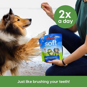 Golosinas Masticables Suaves para Perros de Marca Privada OEM/ODM, de Alta Calidad, Sin Granos, con Sabor Orgánico, para la Salud de las Encías - Product Image 5