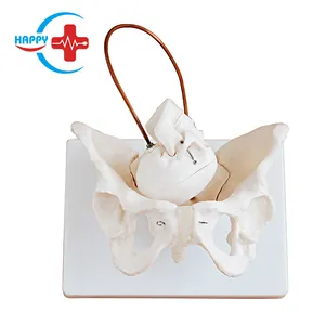 HC-S229 Obstetrics & Gynecology Medical Training Model Female pelvis with fetal skull model for sale