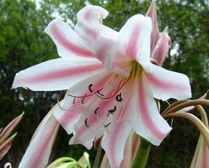 थोक मूल्य crinum latifolium crinum latifolium निकालने पाउडर crinum latifolium निकालने - Product Image 2