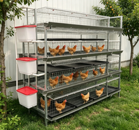Cage à poulets de type H pour zone d'exportation et ferme de transformation