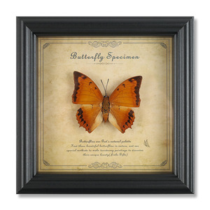 Tassidermia di Farfalle Vere in Legno Naturale di Alta Qualità, Vendita Calda - Product Image 5