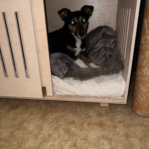 Villa moderne personnalisée pour petits animaux en contreplaqué et maison pour chien OEM - Product Image 4