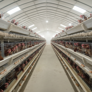 Nouvelle cage à batterie de type Africa <span class=keywords><strong>pour</strong></span> <span class=keywords><strong>poules</strong></span> <span class=keywords><strong>pondeuses</strong></span>, en acier galvanisé à chaud, avec collecte automatique des œufs, capacité de 2000 à 5000 oiseaux - Product Image 5