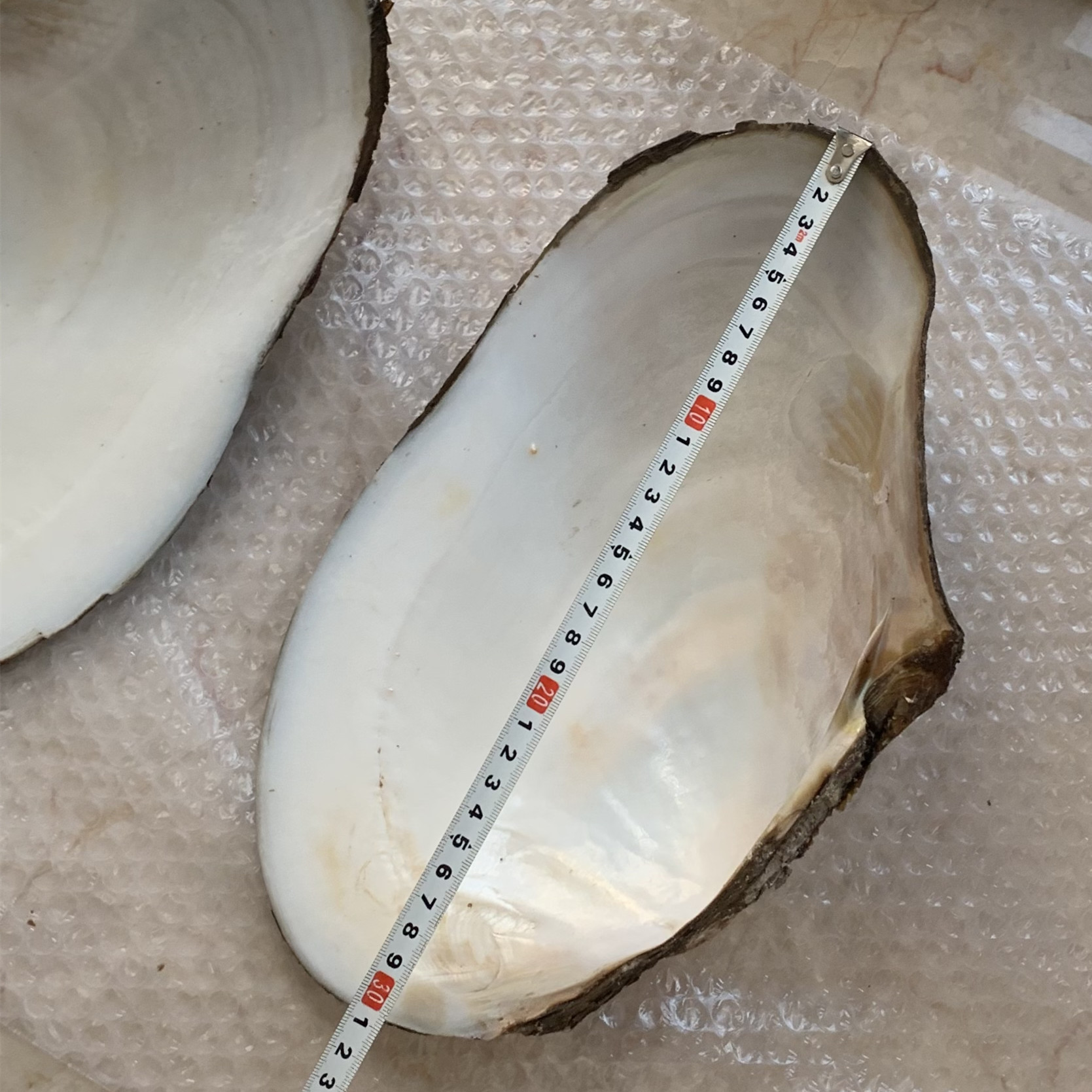 Высокое качество крупногабаритный натуральный сырой толстый китайский пресноводный корпус/сырые ракушки