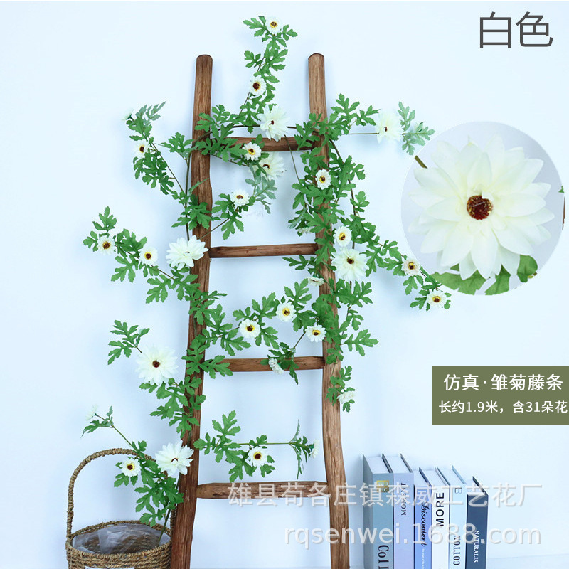 31 plants de tournesol grimpants, blancs