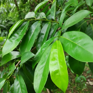 Feuilles de corossol séchées naturelles pour le thé sain, exportation - Product Image 1