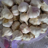 Exportation d'ail blanc frais biologique de la dernière récolte vers l'Afrique (Angola/Sénégal/Gongo/Gabon/Ghana/Kenya/Mali)