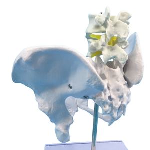 महिला श्रोणि हड्डी मॉडल, एनाटॉमी शिक्षण के लिए ठोस एक टुकड़ा संरचना-चिकित्सा ग्रेड Pvc - Product Image 4