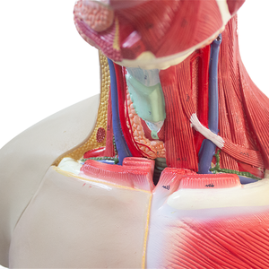 Modèle de <span class=keywords><strong>torse</strong></span> humain avancé en PET pour la science médicale et l'anatomie, à double sexe, avec dos ouvert révélant les couches musculaires (mâle et femelle) - Product Image 6