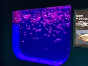 Bể Cá Sứa Acrylic Tùy Chỉnh - Product Image 2