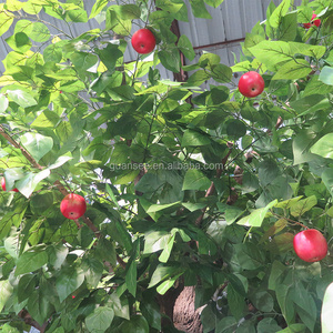 <span class=keywords><strong>ต้น</strong></span><span class=keywords><strong>แอ</strong></span><span class=keywords><strong>ป</strong></span><span class=keywords><strong>เปิ้</strong></span><span class=keywords><strong>ล</strong></span>พลาสติกเหมือนจริง <span class=keywords><strong>ต้น</strong></span><span class=keywords><strong>แอ</strong></span><span class=keywords><strong>ป</strong></span><span class=keywords><strong>เปิ้</strong></span><span class=keywords><strong>ล</strong></span>ประดับตกแต่ง - Product Image 4