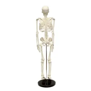 Esqueleto de plástico para uso médico, modelo de esqueleto humano de 45cm